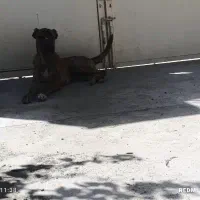 سگ نر و ماده خراسانی و افغان