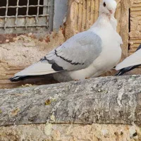 کبوتر ساتن بلژیکی|پرنده|برخوار, |دیوار