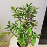 گل طبیعی آپارتمانی