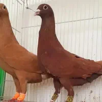 کبوتر ساری قرمز شامی