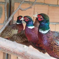 فروش تخم نطفه دار و جوجه تیرنگ