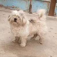 سگ پاپی خونگی