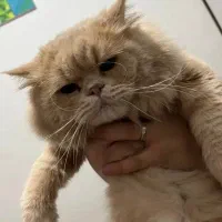 واگذاری گربه اسکاتیش گلد لانگ هیر