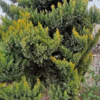 باغ-زمین-بالابان