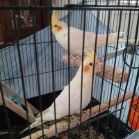 فروش عروس هلندی