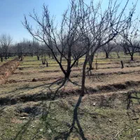 فروش زمین ۱۰۰۰ متری در ایقربلاغ قاسم آباد کوچک|فروش زمین و ملک کلنگی|هشتگرد, قاسم آباد بزرگ|دیوار
