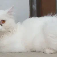 گربه پرشین شناسنامه دار