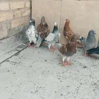 پلاکی