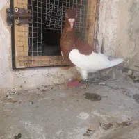 کفتر|پرنده|قائن, |دیوار