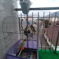 سه عدد عروس هلندی|پرنده|لاهیجان, گلستان|دیوار