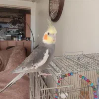 جفت عروس هلندی نر و ماده|پرنده|شاهین‌شهر, فردوسی|دیوار