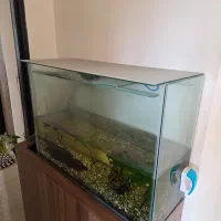 فروش اکواریوم|ماهی|ساری, |دیوار