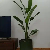 درختچه آپارتمانی نیکولای