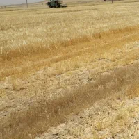 جو دیم محلی مناسب برای بذر قیمت 30000