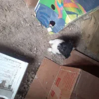 سگ پاکوتاه نر