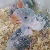 جوجه شاه طوطی اسکندر