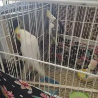 عروس هلندی نر و ماده