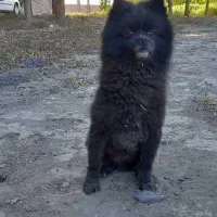 سگ گمشده|سگ|گلستان (تهران), |دیوار