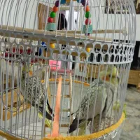 دو تا عروس هلندی بالغ خانگی