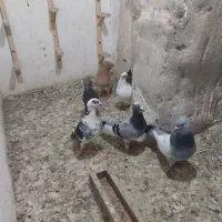 ابلغ آلمانی و قره پلنگ کرمانی نروماده جفتگاه
