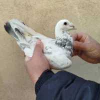 کبوترپلاکی