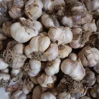 سیر درشت تازه تفرش|خوردنی و آشامیدنی|قم, انصار‌الحسین|دیوار