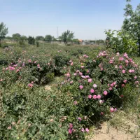 عرقیجات لاله زار