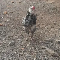 نیمچه گلین|حیوانات مزرعه|طارم, |دیوار