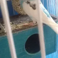 مرغ عشق|پرنده|ایلام, |دیوار