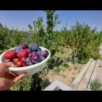 باغ بهشت تبریز سهند اسکو