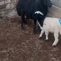 گوسفند|حیوانات مزرعه|بکتاش, |دیوار