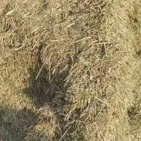 کاه یونجه|خدمات باغبانی و درختکاری|گتوند, |دیوار
