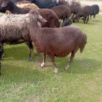 یک راس گوسفند ناریش