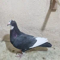 ماده سیاه پلنگ