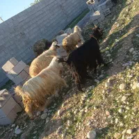 10بز با بی جوان تازە زایددە