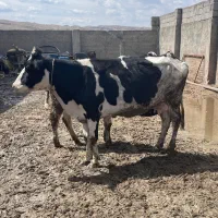 گاو با گوساله نر