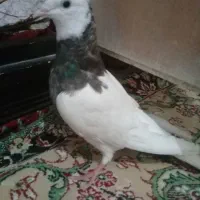 کبوتر طوقی