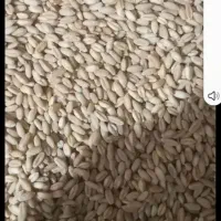 گندم دیم بذری بوجاری شده