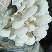 قارچ صدفی|خدمات پذیرایی، مراسم|اشنویه, |دیوار