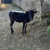 گاو لیشه گوساله چالوسی