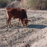 موفت ...فروش گوساله۲سال۷ماه|حیوانات مزرعه|منوجان, |دیوار