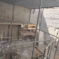 قفس آهنی|لوازم جانبی حیوانات|دهاقان, |دیوار