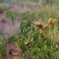 زمین سرو ارنان|فروش زمین و ملک کلنگی|گاریزات, |دیوار