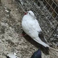 کپوتر اشعل و سینیی|پرنده|حمیدیه, |دیوار