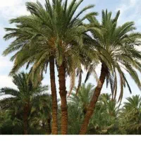 پاجوش جوزی و شکر