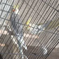 یک جفت عروس هلندی مولد