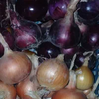 پیاز تازه