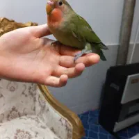 کوتوله برزیلی دستی صورت هلویی در دهاقان