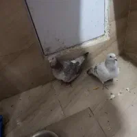 کبوتر|پرنده|زاهدان, |دیوار