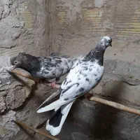 کفتر پرشی،پلاکی،سرور